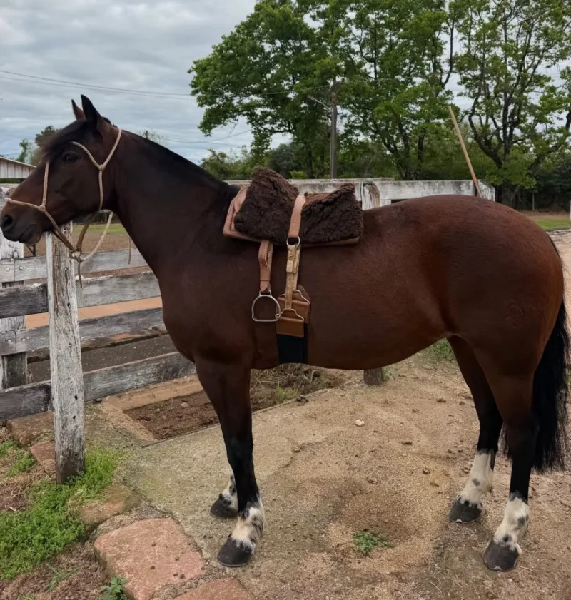Kit Sela Freio de Ouro Modelo Infantil no cavalo