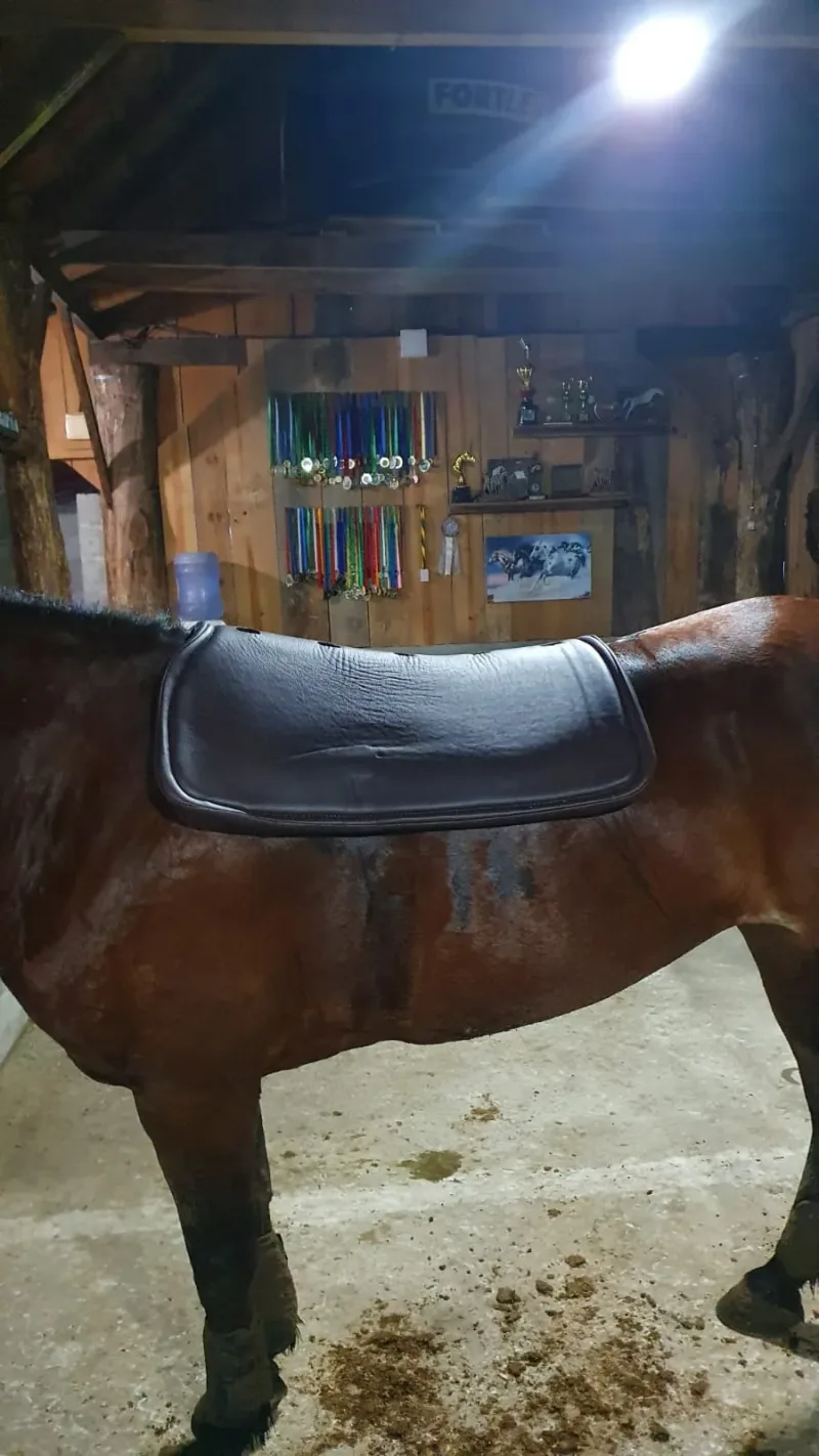 Manta Neoprene Preta no cavalo