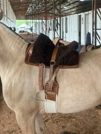Kit Sela Freio de Ouro Modelo Infantil no cavalo, visto de perto