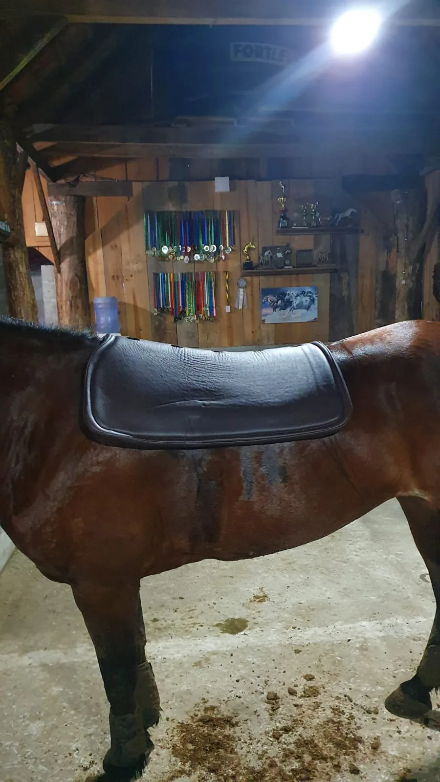 Manta Neoprene Preta no cavalo