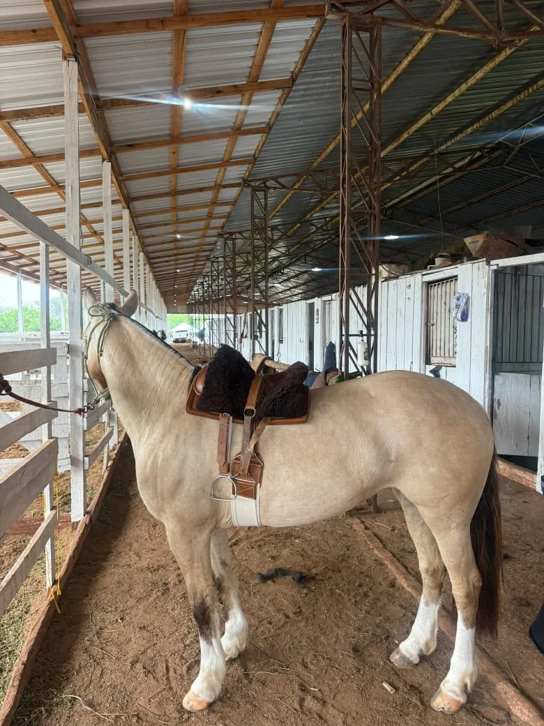 Kit Sela Freio de Ouro Modelo Infantil no cavalo