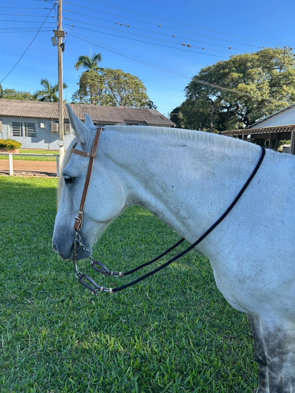 Cabeçada e Rédea no cavalo